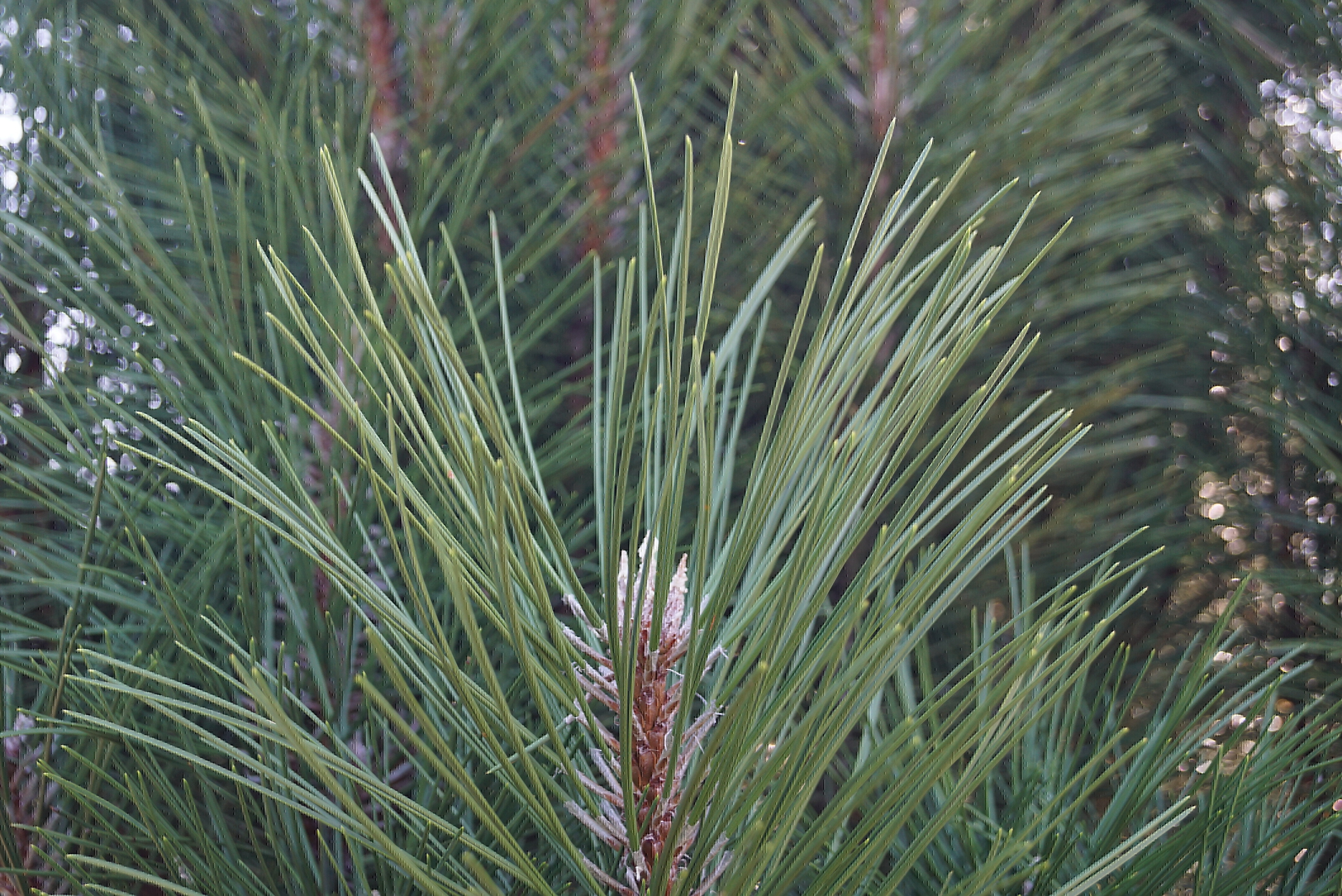 Pinus nigra 'Pyramidalis' (4)